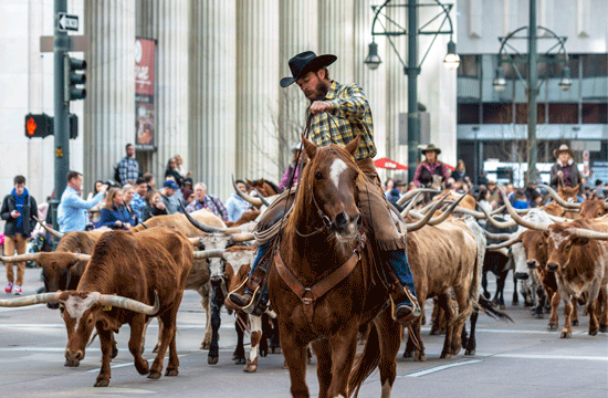A photo of a man wearing cowboy boots, blue jeans, a green flannel shirt and a black cowboy hat rides a chestnut horse with a white diamond on its forehead leading a group of steers down 17th street in downtown Denver, Colorado, during the annual 2019 stock show parade.
